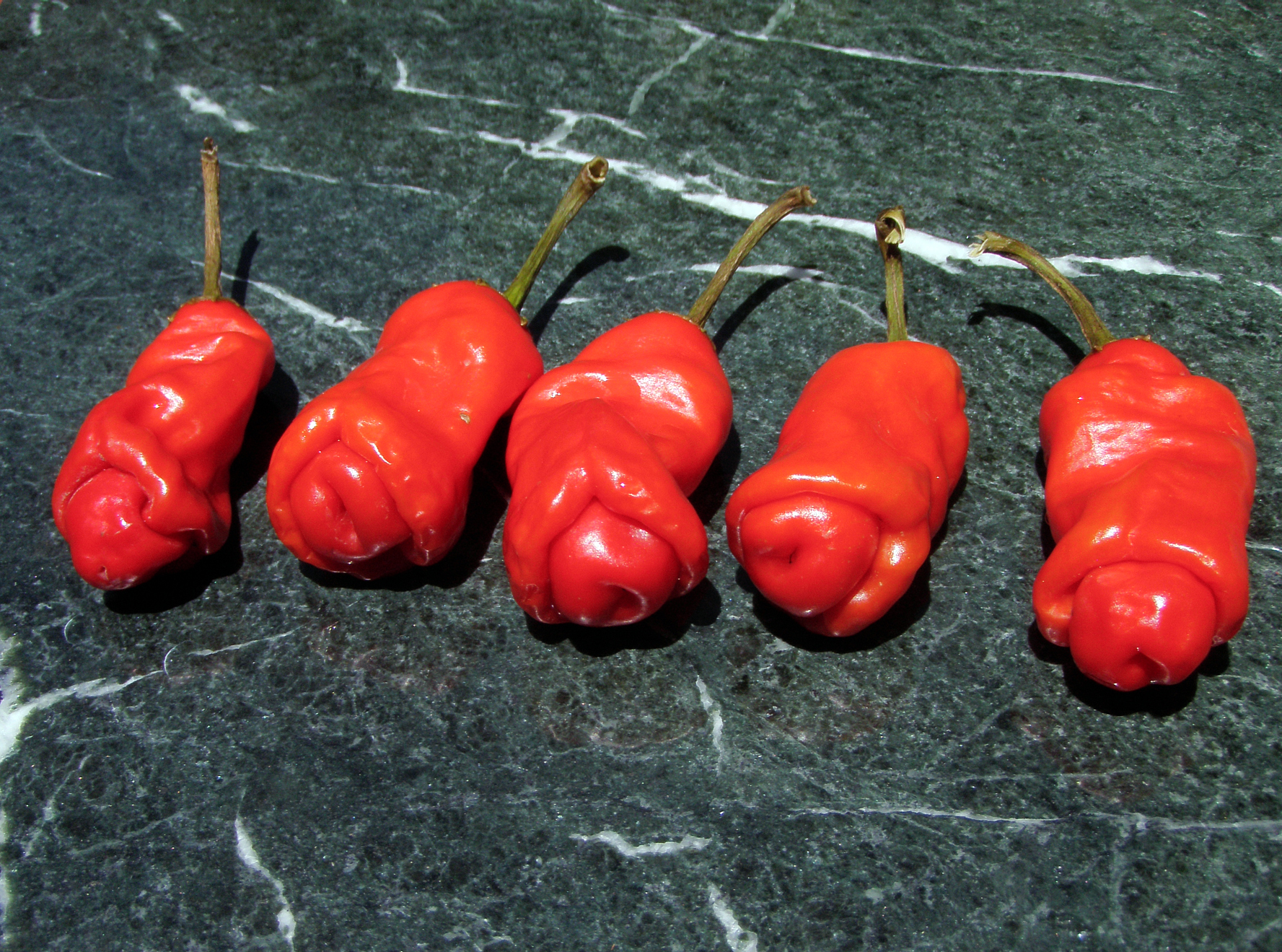 Chili Peter Pepper Red
