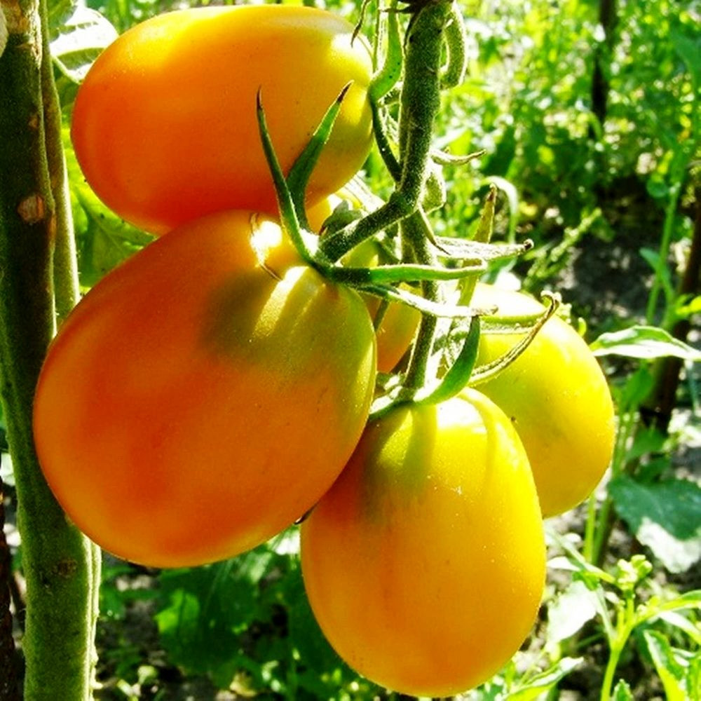 Tomate Plum Lemon Samen