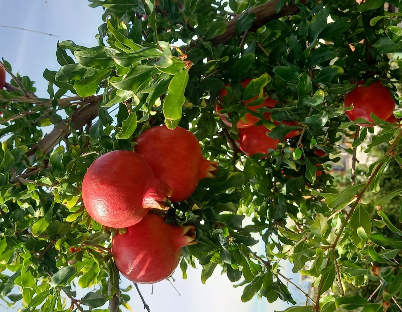 Punica granatum var. nana