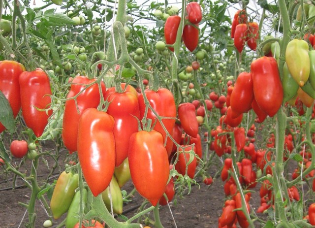 Tomate Scatolone 2