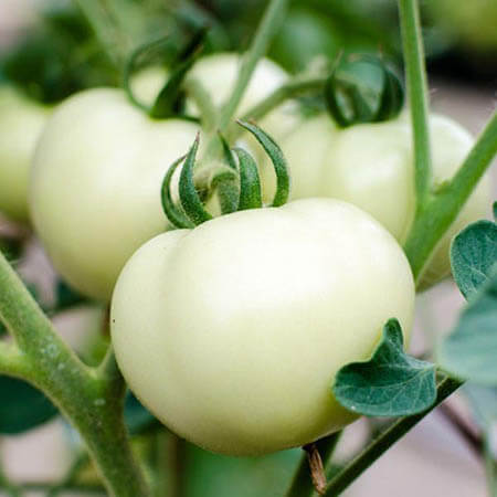 Tomate Great White