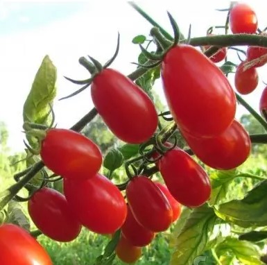 Tomate Austin Red Pear