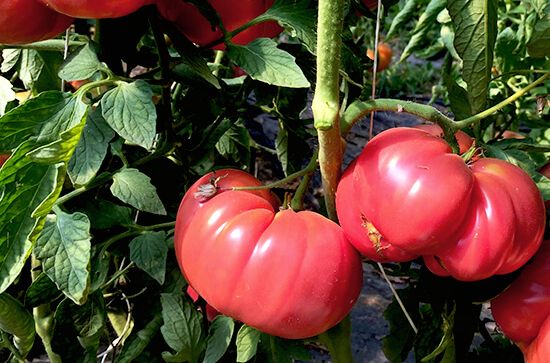 Tomate Pink Brandywine