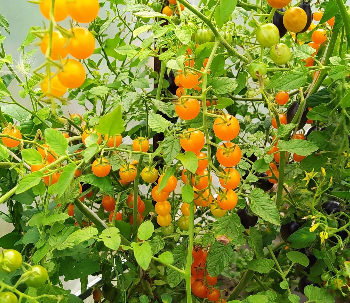 Tomate Cherry Snowberry