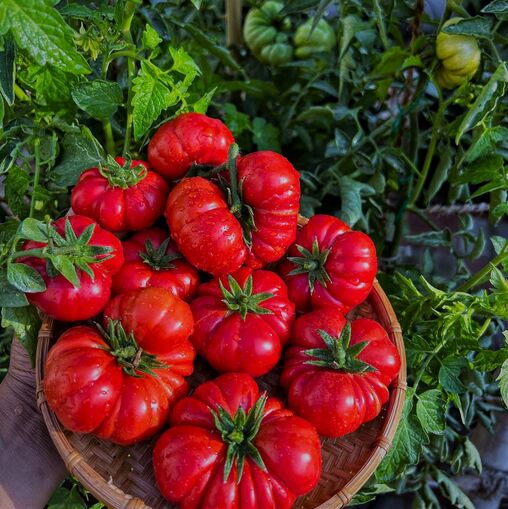 Tomate Costoluto Fiorentino