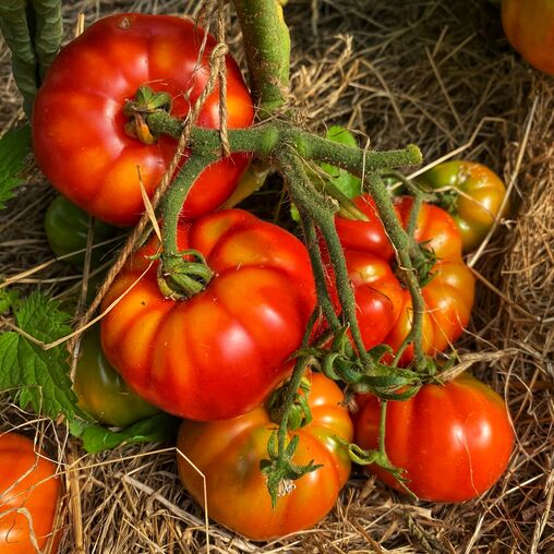 Tomate Costoluto Fiorentino
