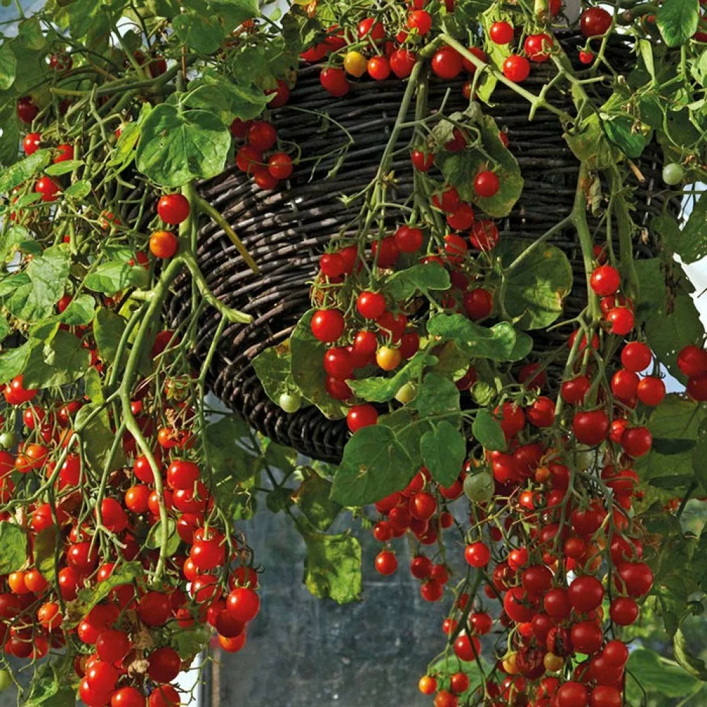 Tomate Gartenperle