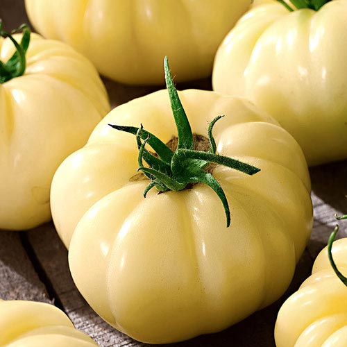 Tomate Great White