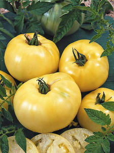 Tomate Great White