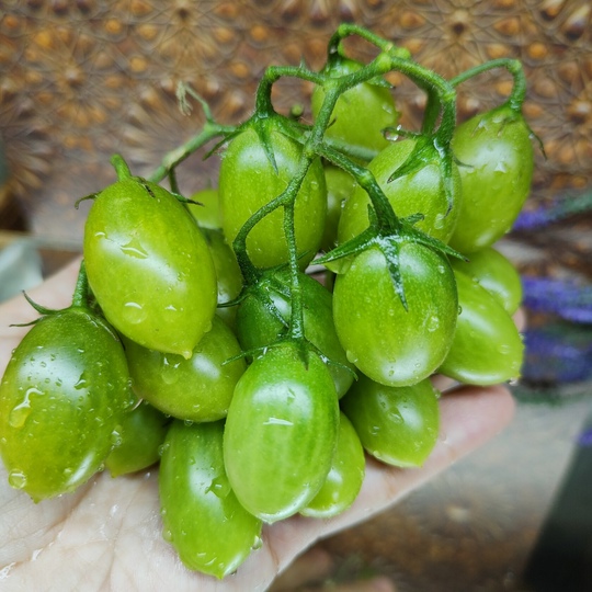 Tomate Green Grape