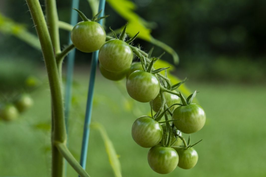 Tomate Green Grape