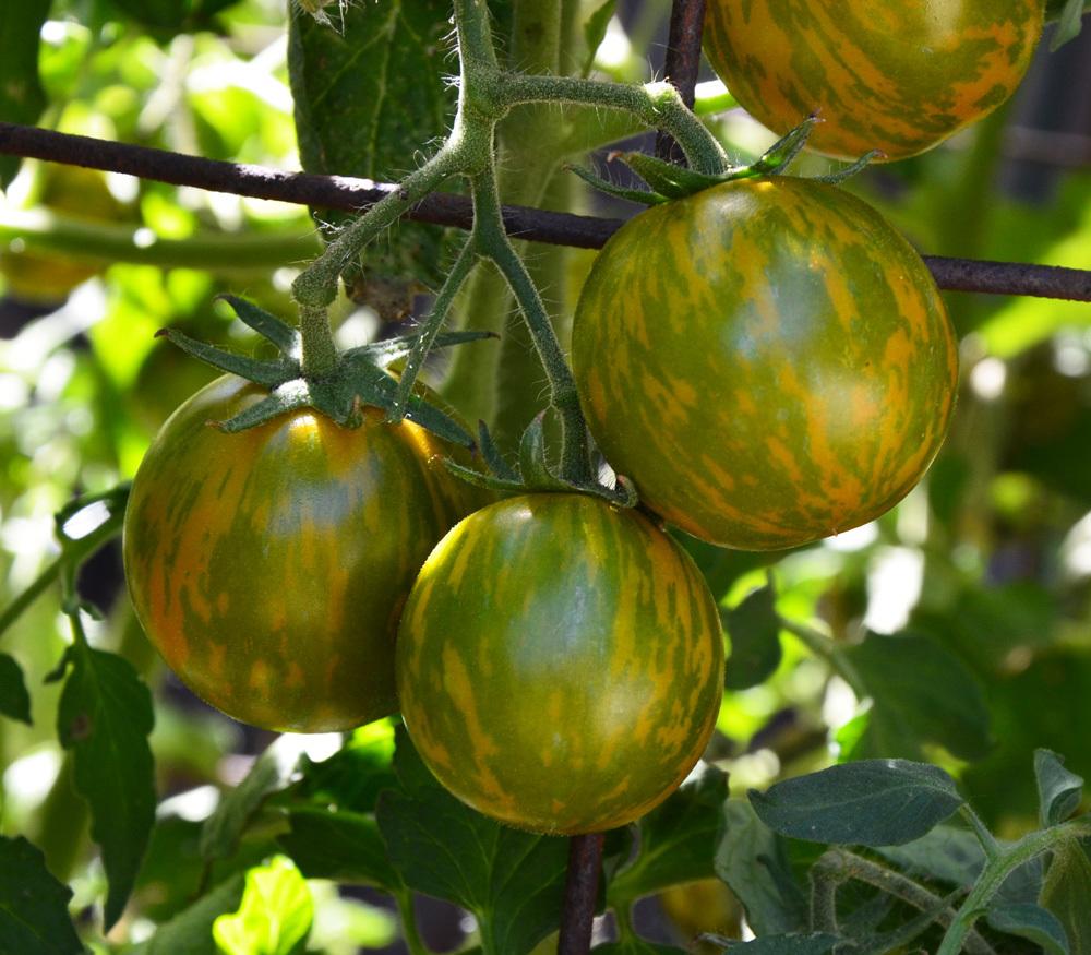 Tomate Green Zebra