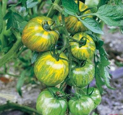 Tomate Green Zebra