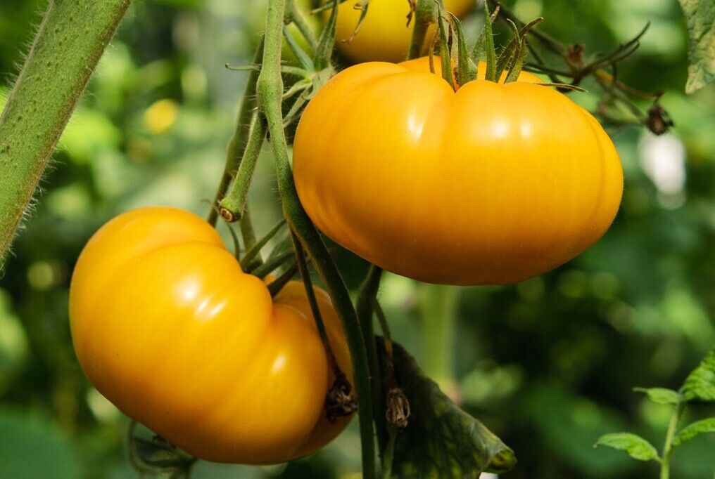 Tomate Kelloggs Breakfast