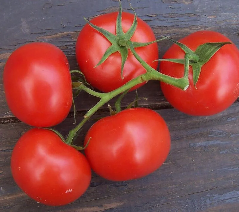 Tomate New Yorker