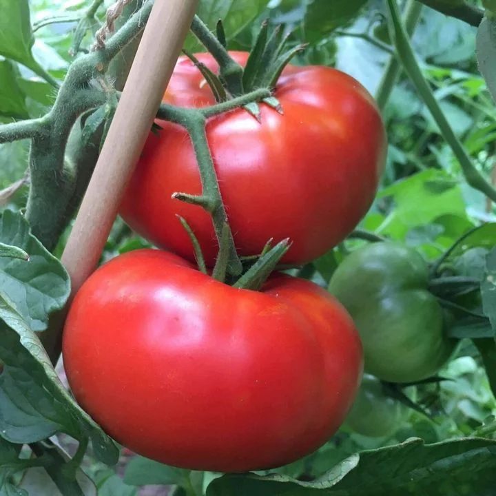 Tomate Old German