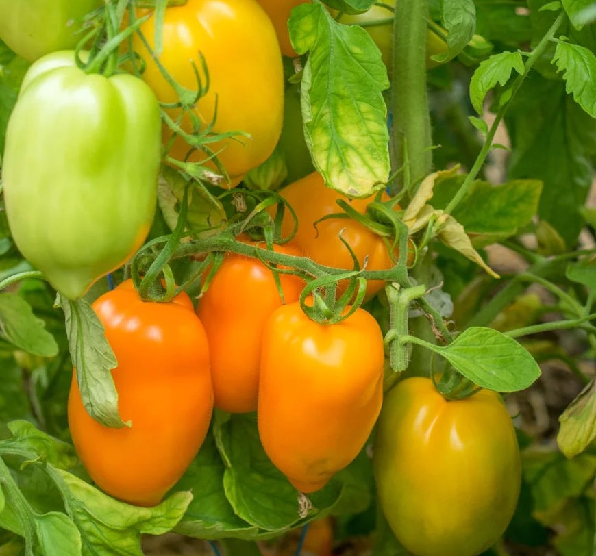 Tomate Orange Banana