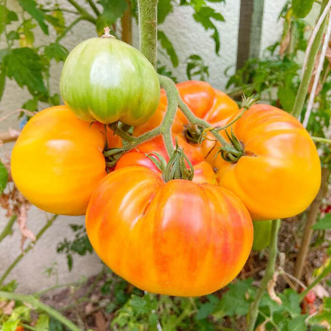 Tomate Pineapple