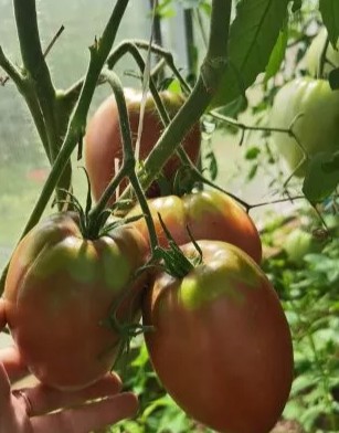 Tomate Piramide