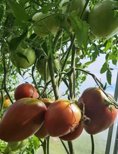 Tomate Piramide