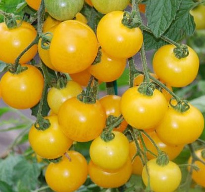 Tomate Reinhards Goldkirsche