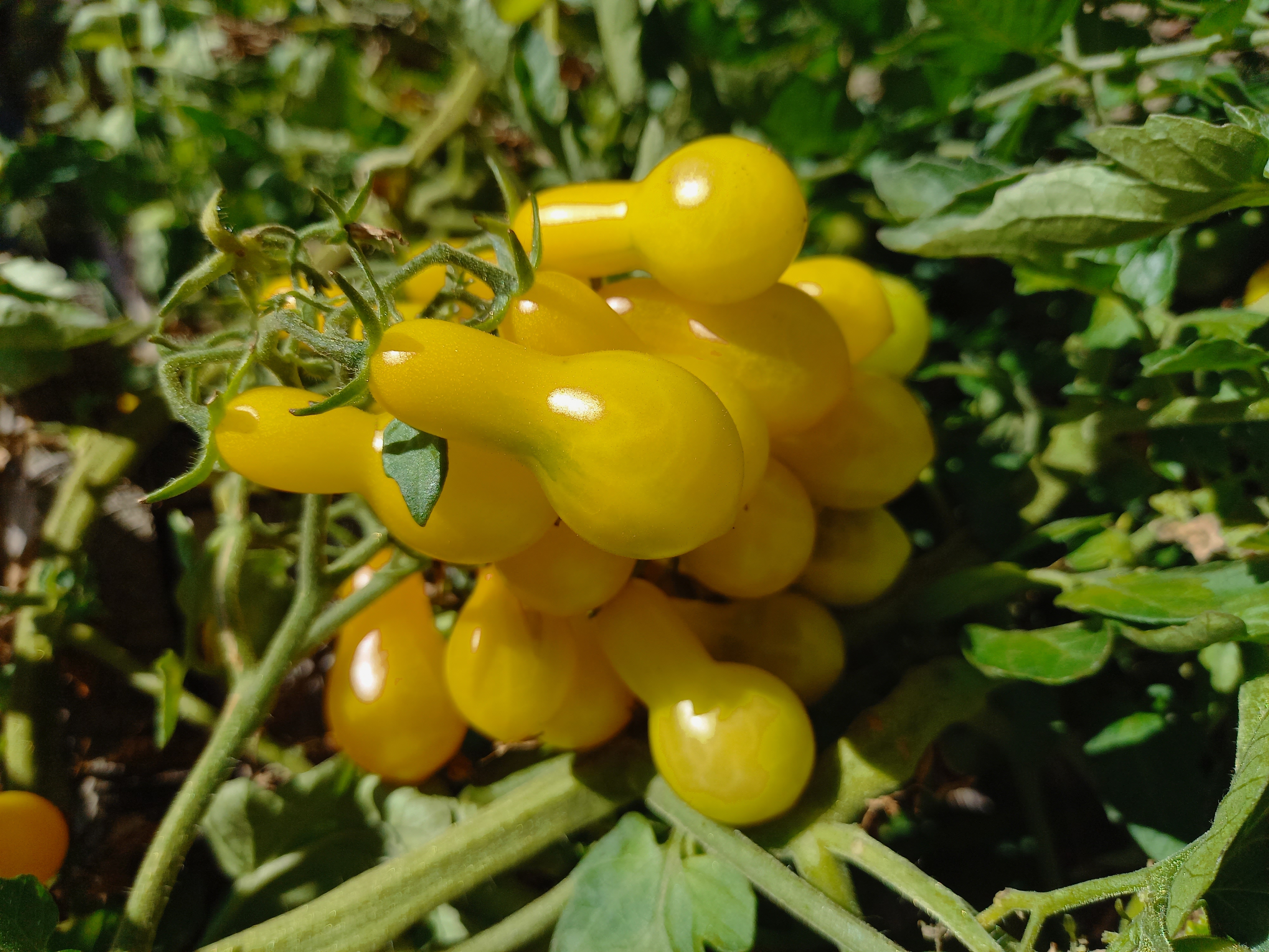 Tomate Yellow Pear