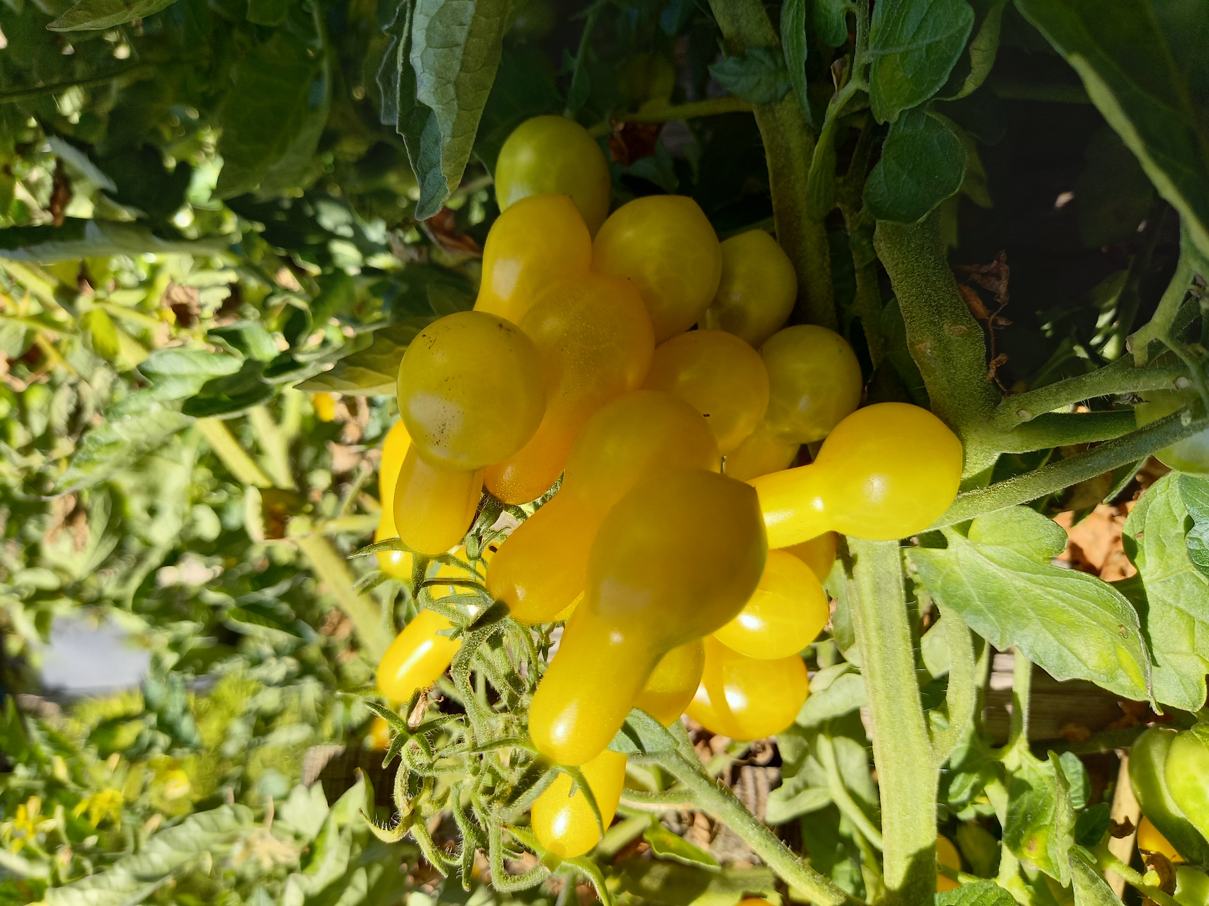 Tomate Yellow Pear