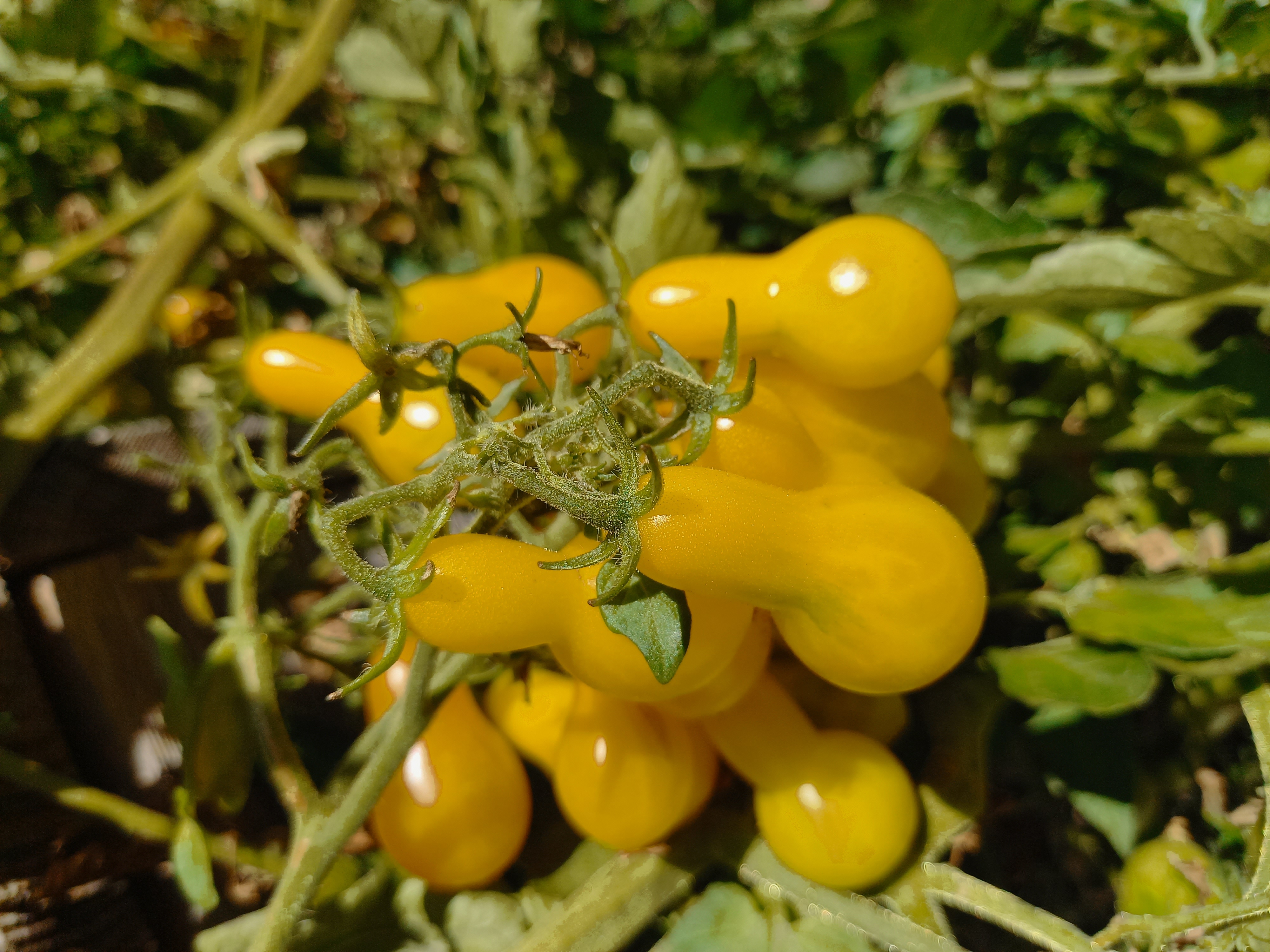 Tomate Yellow Pear