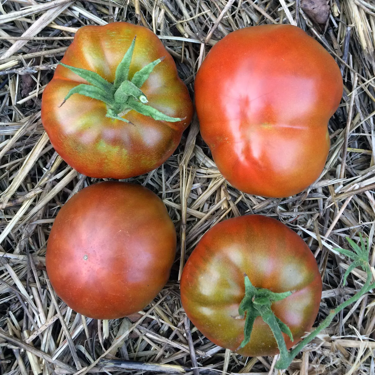 Tomate Black Aisberg