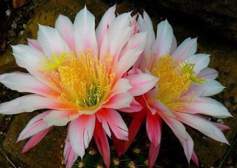 Trichocereus Worlitz x Cantora