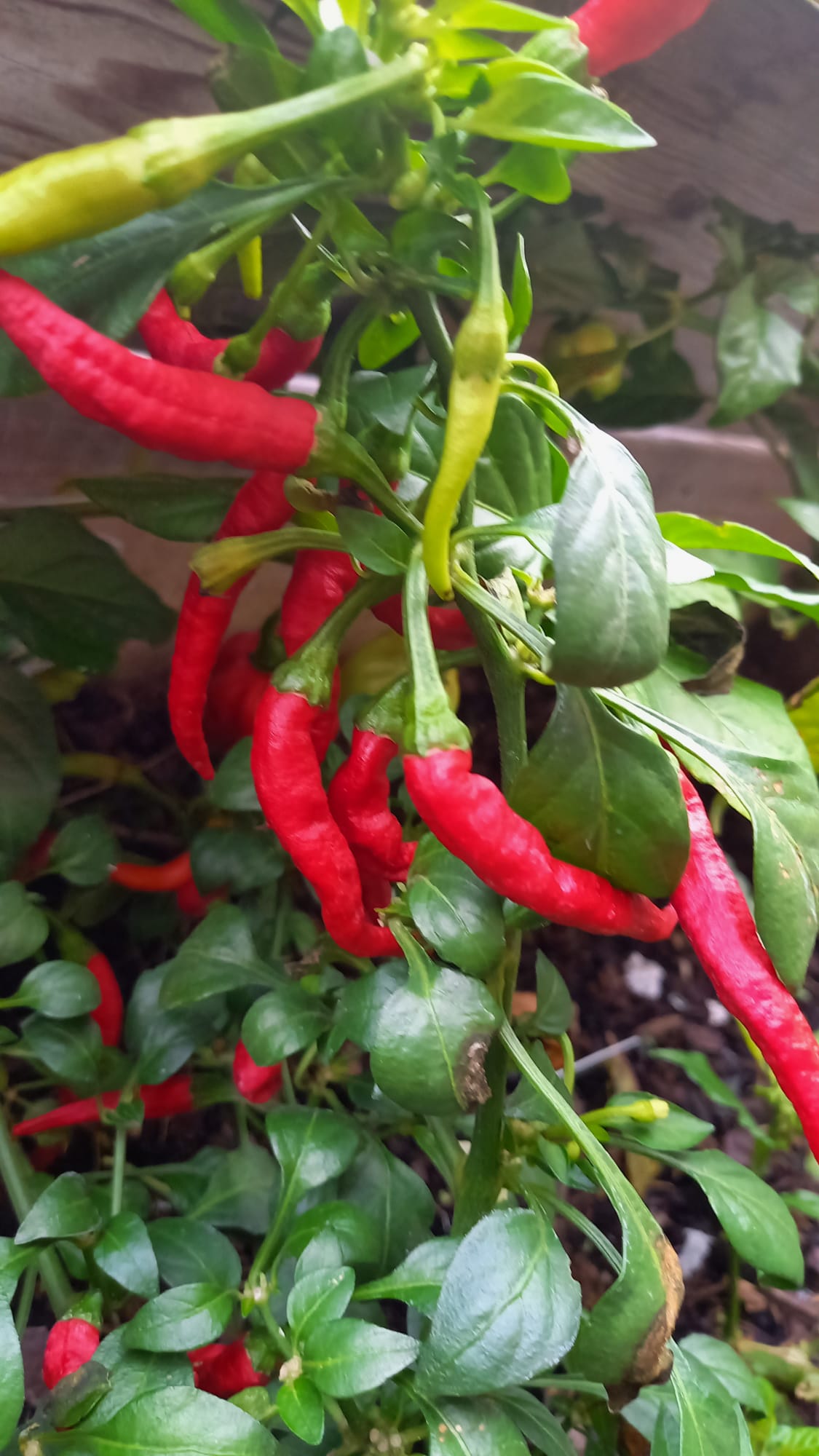 Chili Cayenne Long Slim
