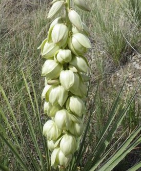 Yucca glauca