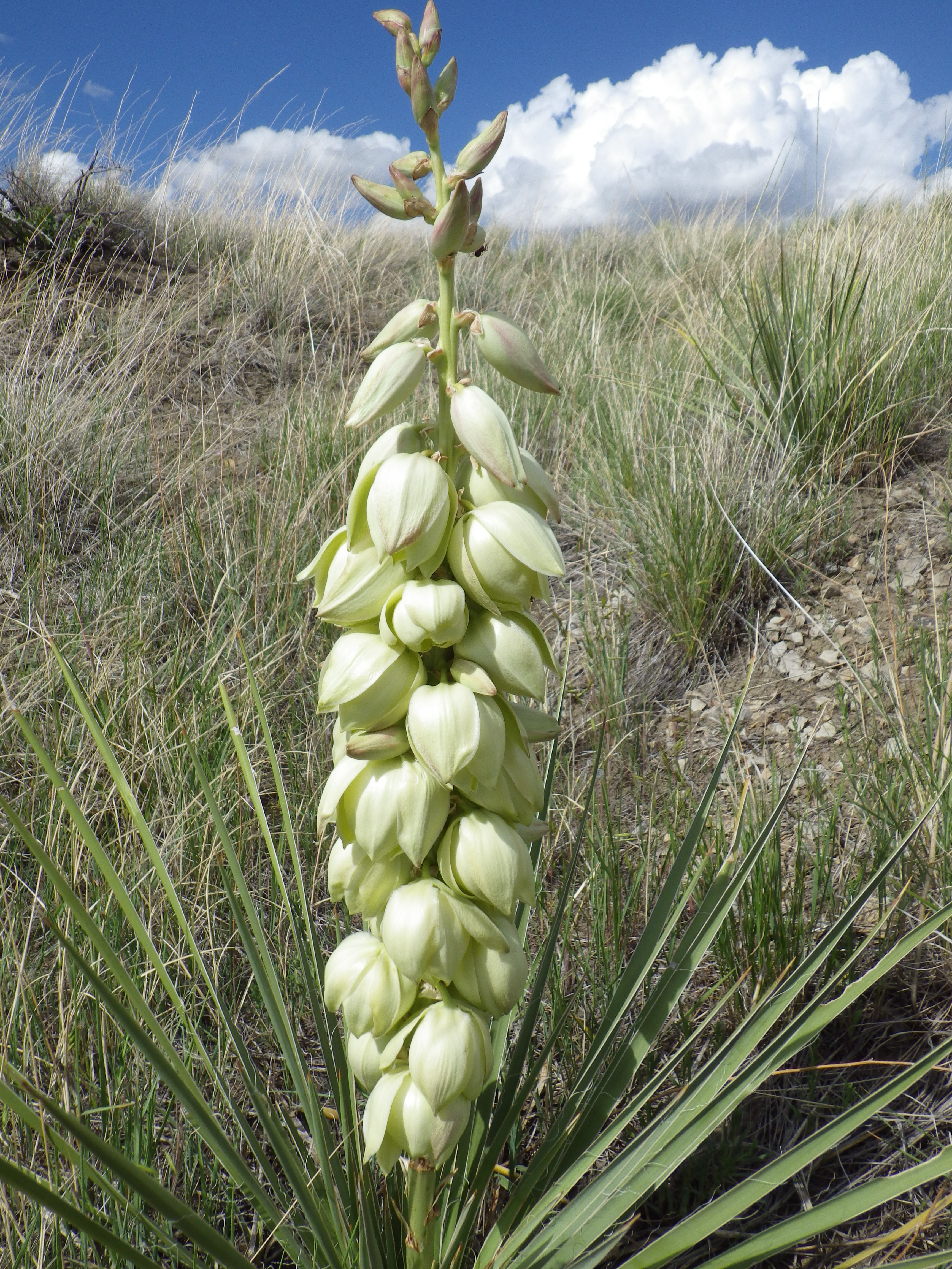 Yucca glauca