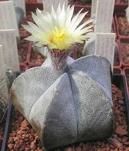 Astrophytum coahuilense