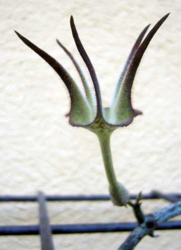 Ceropegia stapeliformis