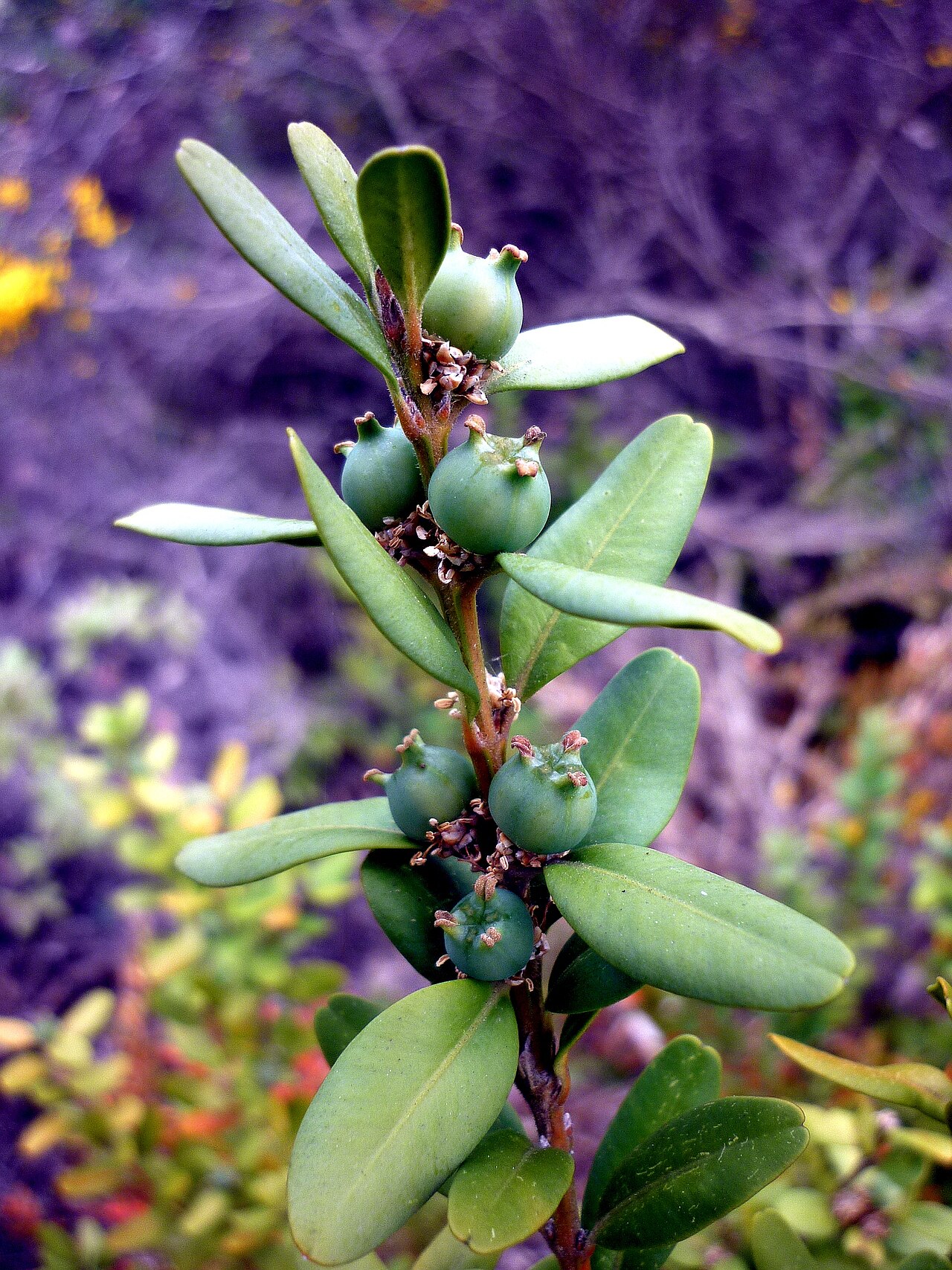 Buxus sempervirens