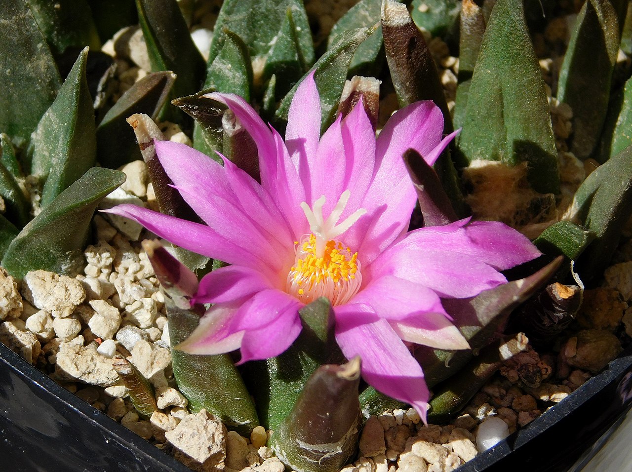 Ariocarpus confusus