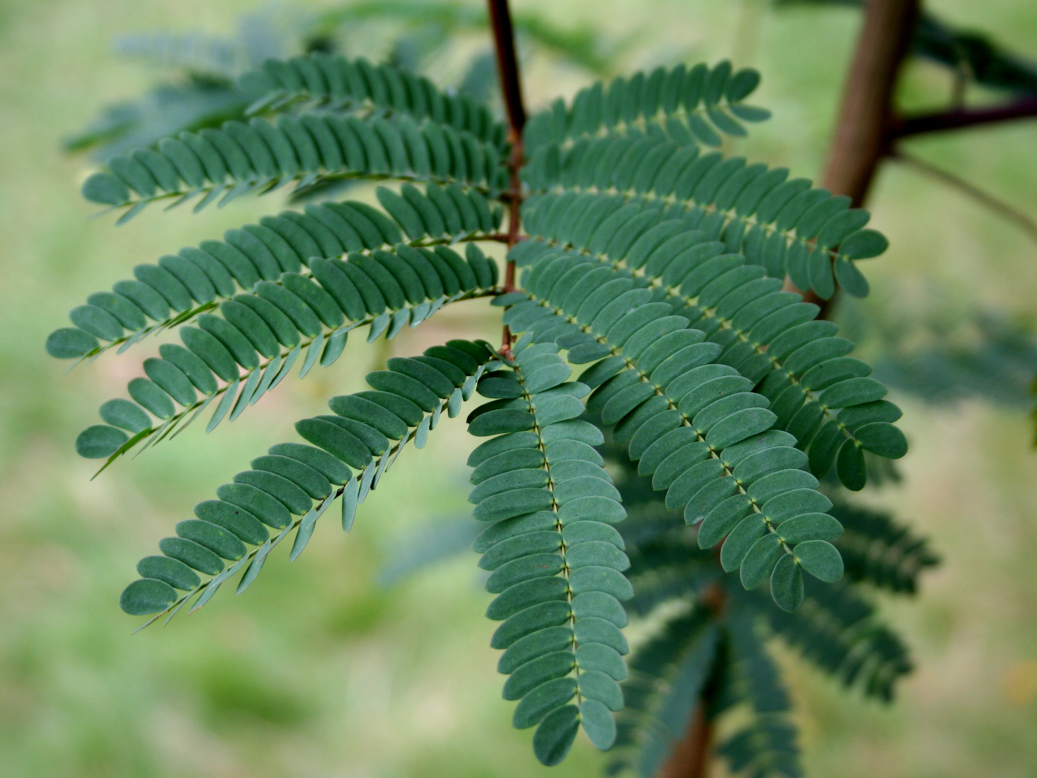 Albizia julibrissin
