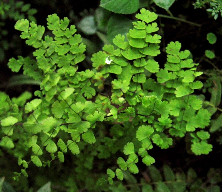 Adiantum cuneatum