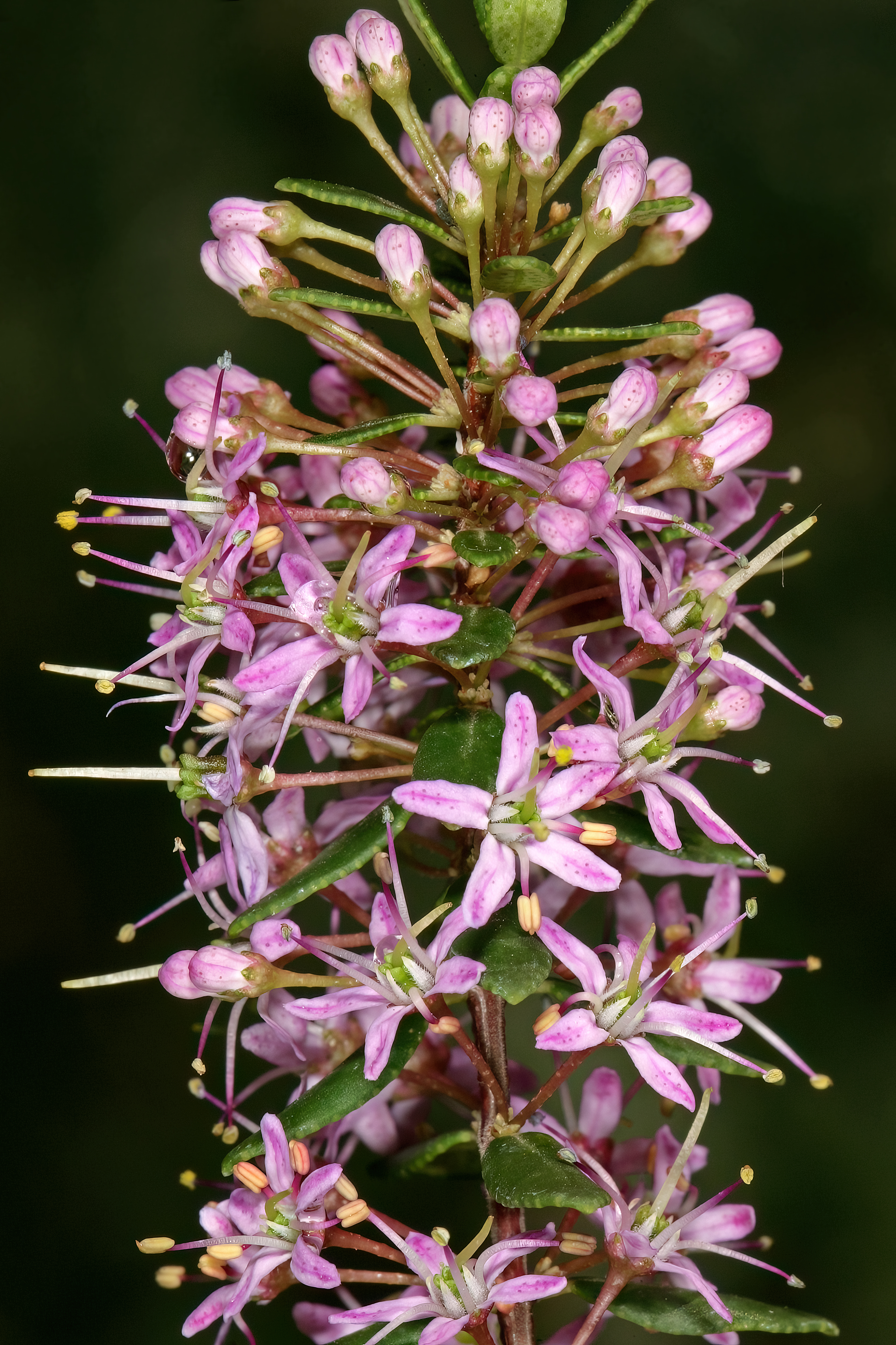 Agathosma ovata