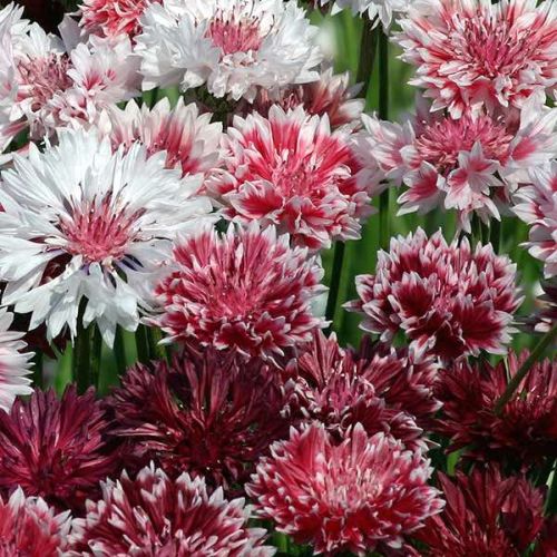 Centaurea cyanus Cornflower Classic Romantic