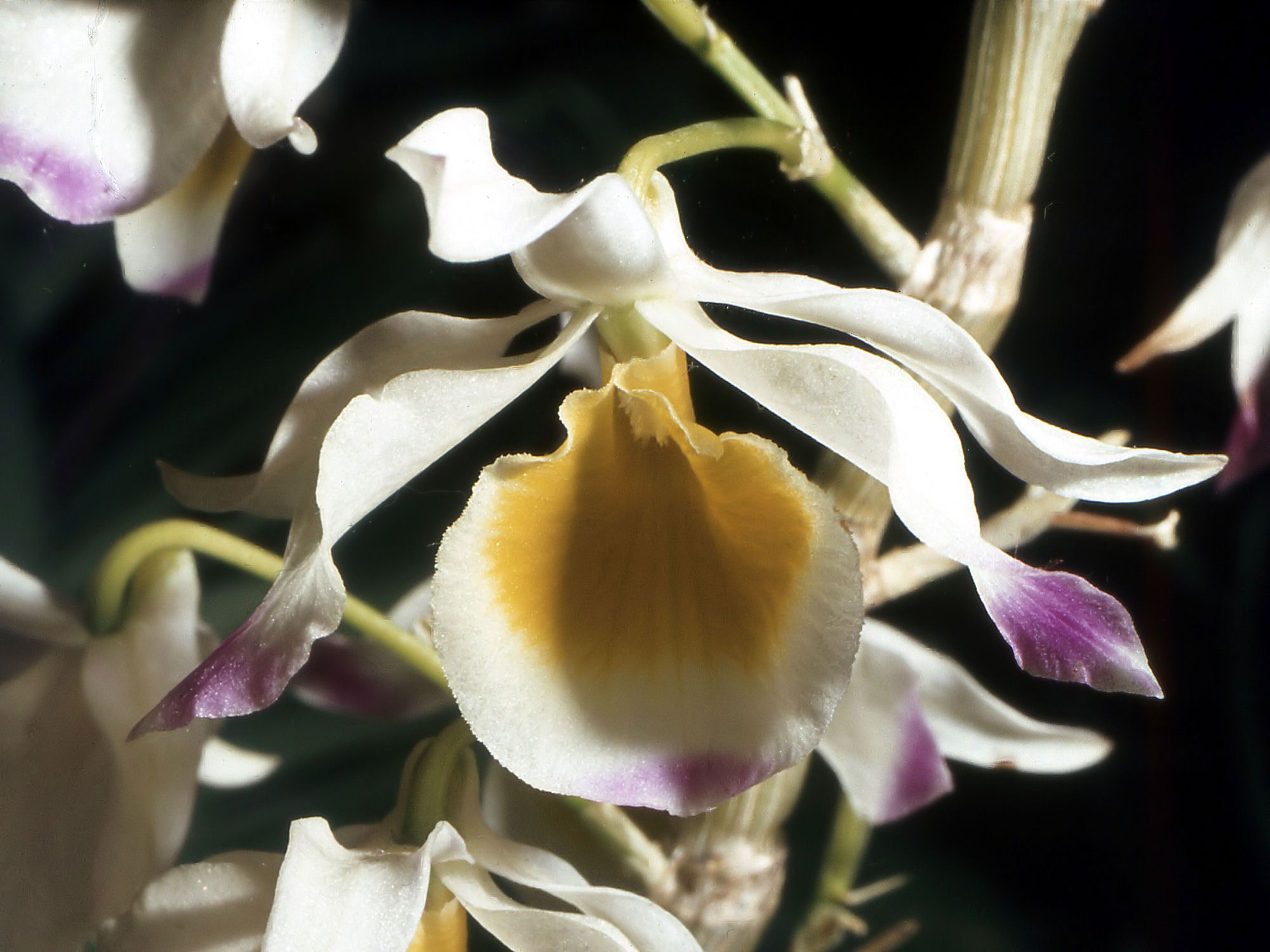 Dendrobium crystallinum