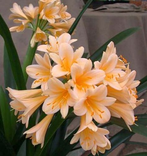Clivia miniata pastel peach colours