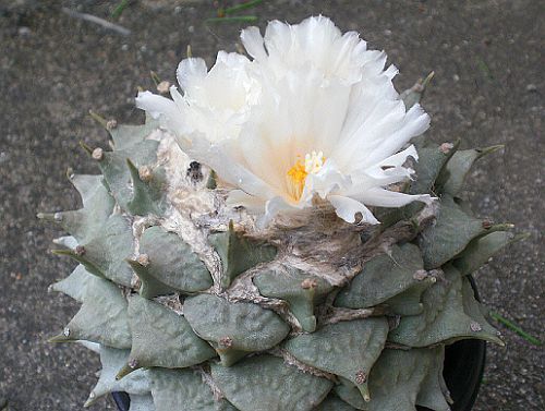Ariocarpus furfuraceus