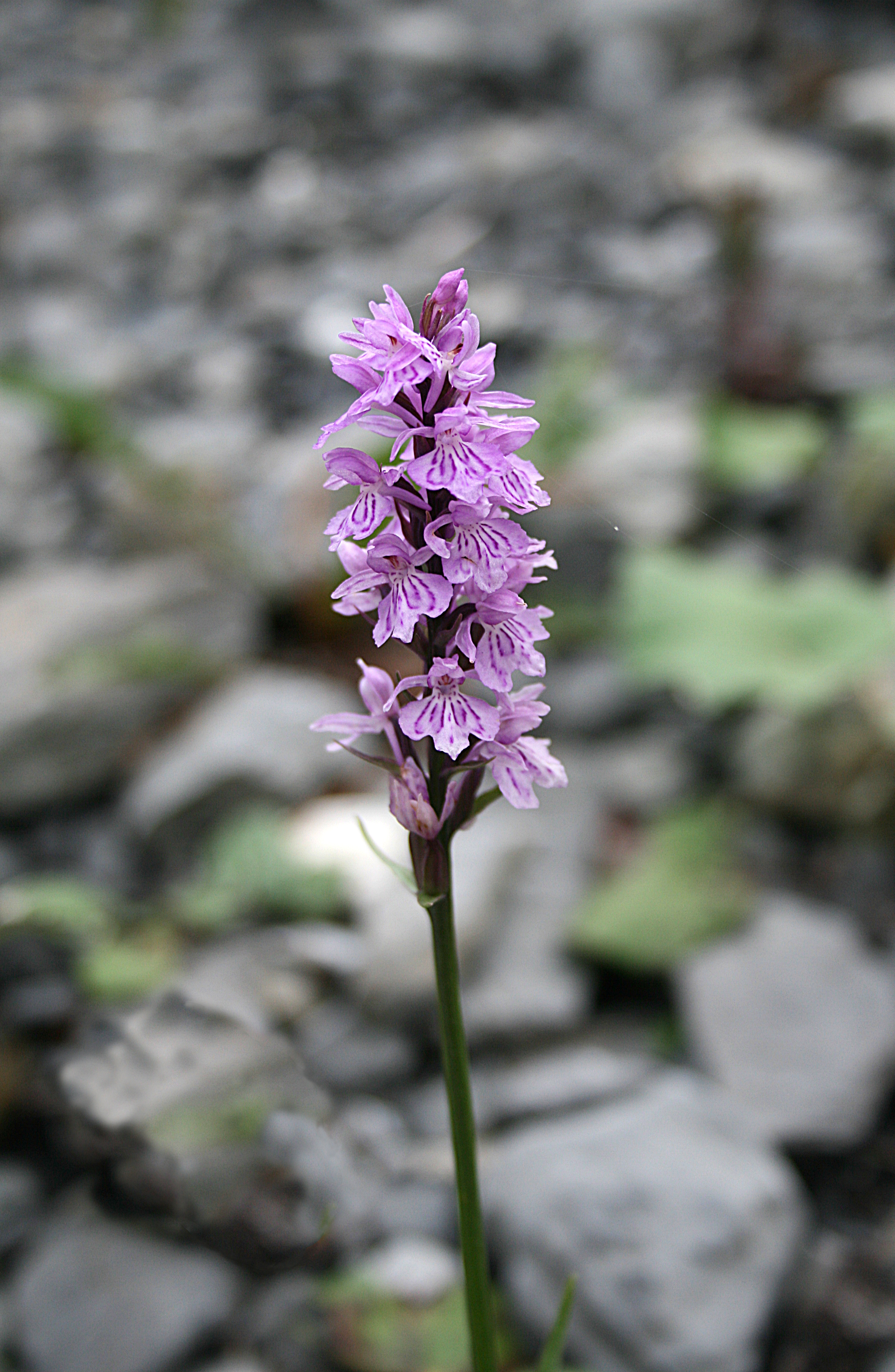 Dactylorhiza fuchsii