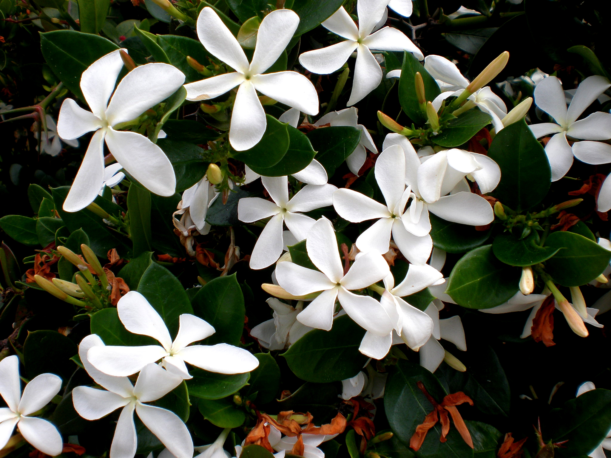 Carissa macrocarpa