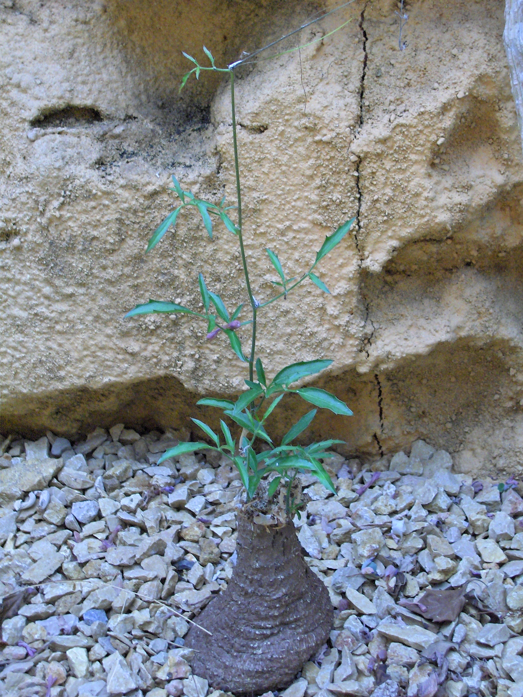Cyphostemma elephantopus