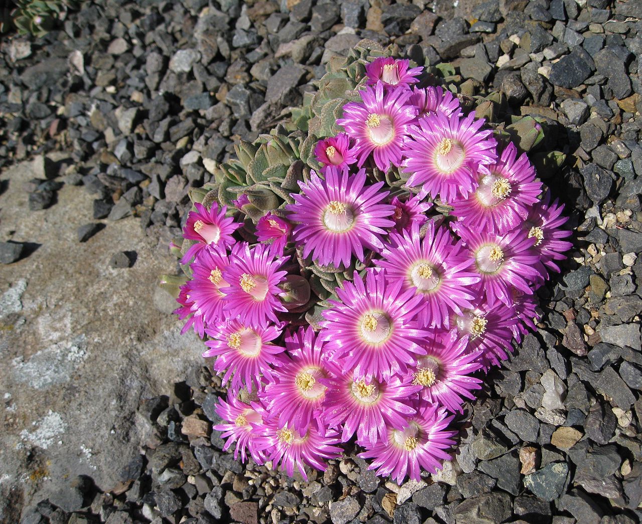 Aloinopsis spathulata