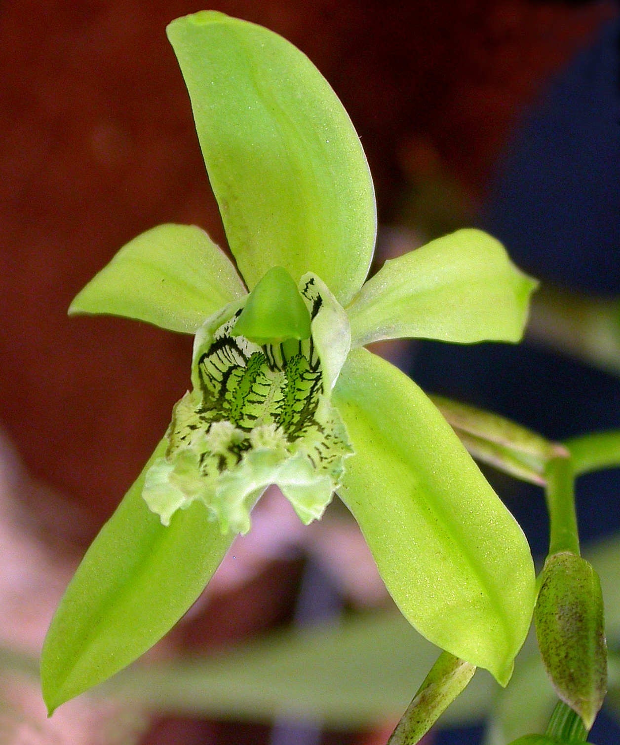 Coelogyne mayeriana