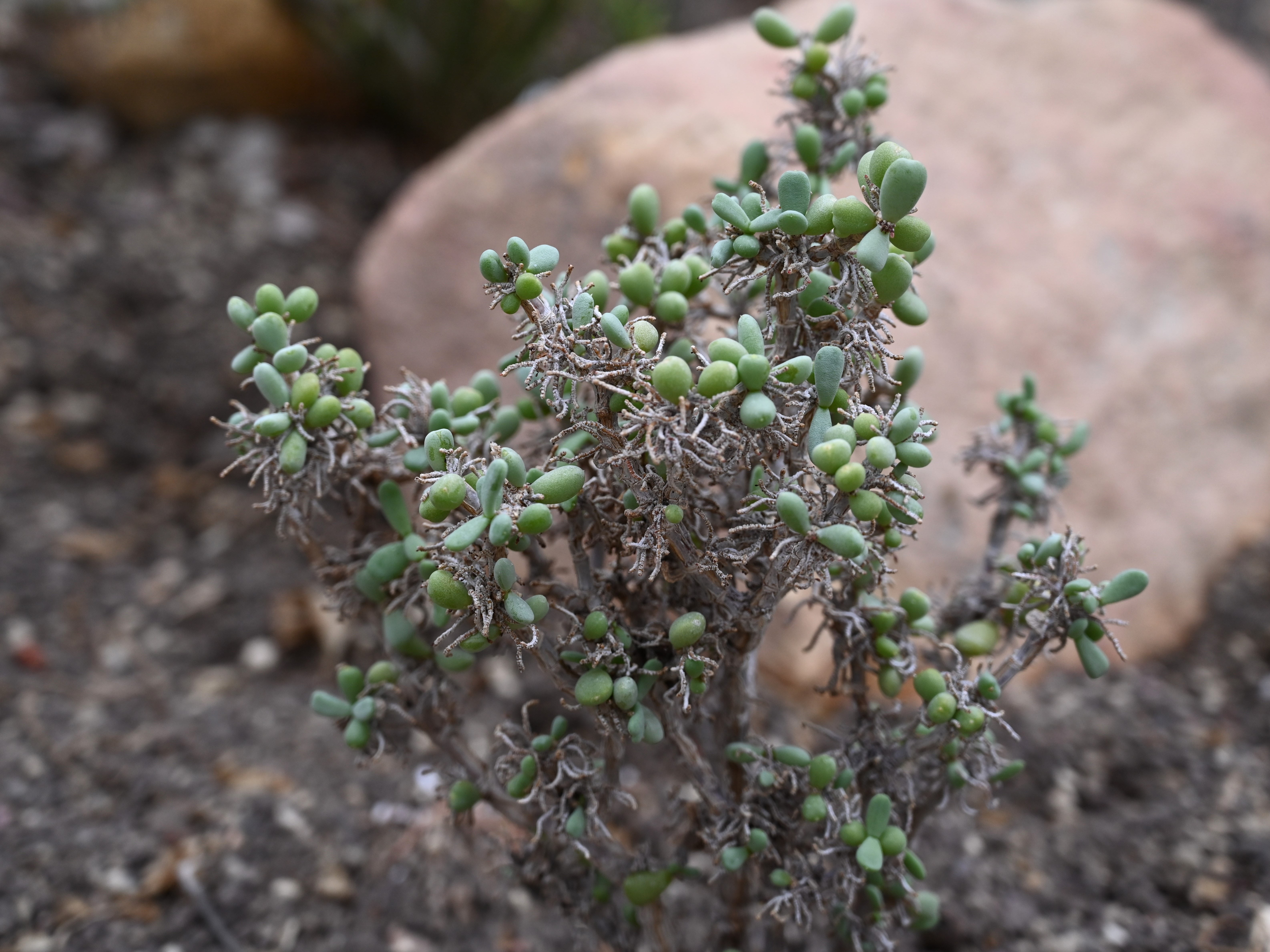 Ceraria pygmaea